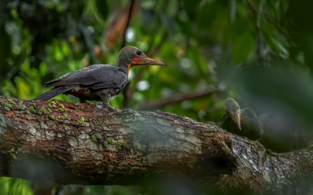 Tree-clinging Birds